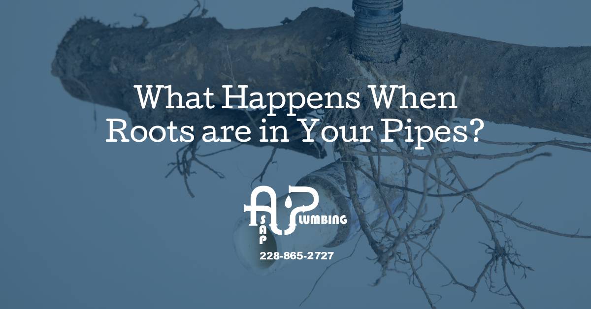 What Happens When Roots are in Your Pipes?